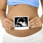 gravid